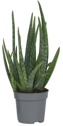 Plant in a Box - Aloe vera - Aloe barbadensis - Altura 25-40cm - Pot 10,5cm - Planta de interior - Verde