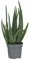 Plant in a Box - Aloe vera - Aloe barbadensis - Altura 25-40cm - Pot 10,5cm - Planta de interior - Verde