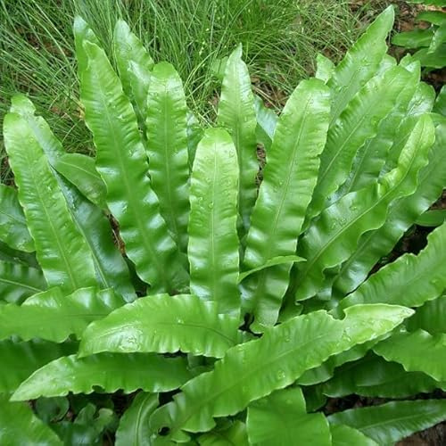 6x Hirschzungenfarn - Asplenium scolopendrium - Topf 9x9cm - Immergrüner Farn für Schattenbeet und Garten