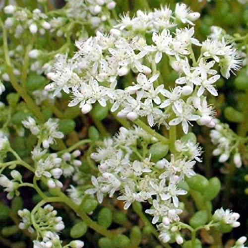 Pianta vera di Sedum album Chloroticum - Diametro Vaso Ø 9 cm