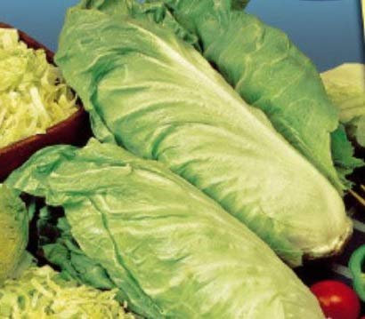 Stk - 800x Blattendiviensalat Grünlaub Zuckerhut Selbstschließende Pflanzen Samen K425 - Seeds & Plants Shop by Ipsa
