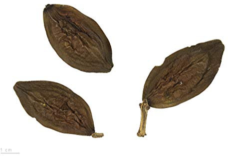 Seemandelbaum -terminalia catappa- ''Saatgut Mengenauswahl'' (5)