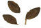 Seemandelbaum -terminalia catappa- ''Saatgut Mengenauswahl'' (5)