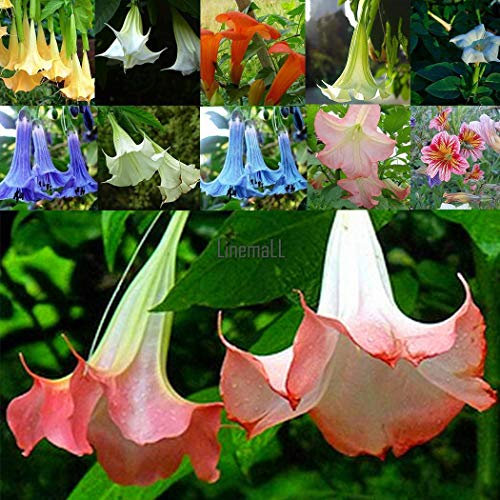 Portal Cool Viola: New Nice 50Pcs Datura Flower Angels Tromba Fiore Datura Seeds Flower Lm 01