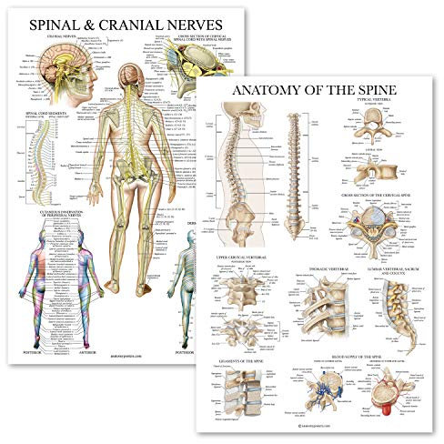 Poster-Set mit 2 anatomischen Diagrammen, laminiert, 45,7 x 61 cm, 2 Stück
