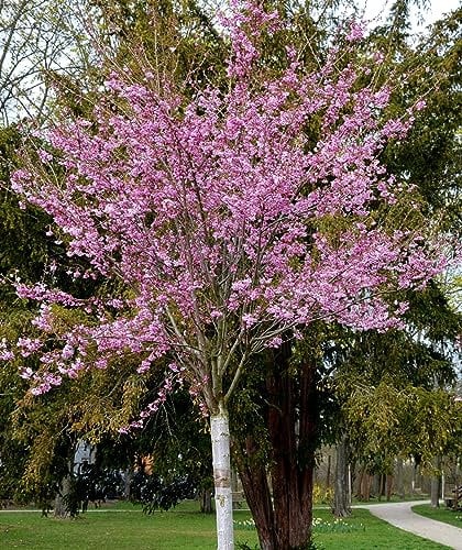 3st. Hochstamm Japanische Nelkenkirsche ‘Kanzan’ Stammhöhe 120-140cm Prunus serrulata