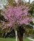 3st. Hochstamm Japanische Nelkenkirsche ‘Kanzan’ Stammhöhe 120-140cm Prunus serrulata