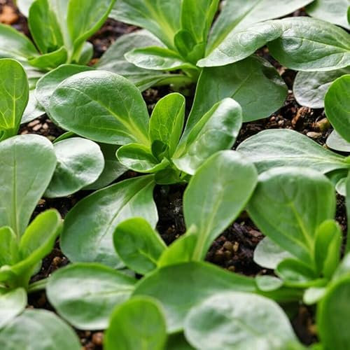 250 Graines de Mâche Mache Verte - De Cambrai - Salade Fleur Legume Jardin - NOTICE COMPLETE - 277