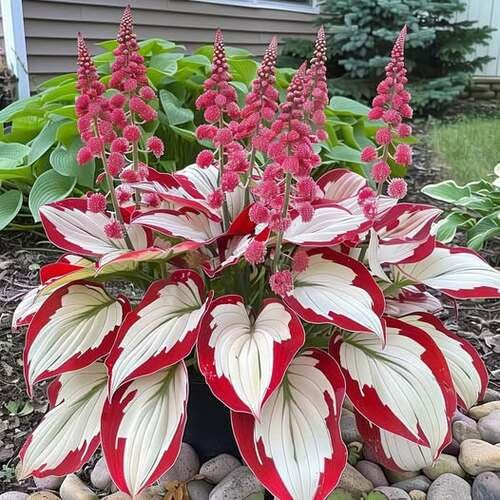 60 graines de plantes Hosta