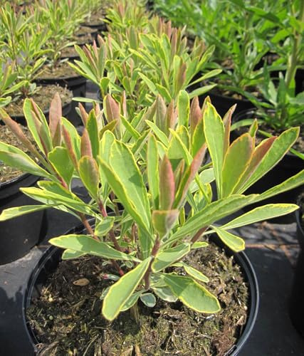 Busch-Wolfsmilch Ascot Rainbow - Euphorbia x martinii - Blattschmuckpflanze