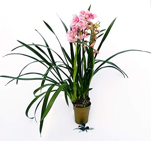 POWERS TO FLOWERS - CYMBIDIUM ROSA XXL, pianta vera