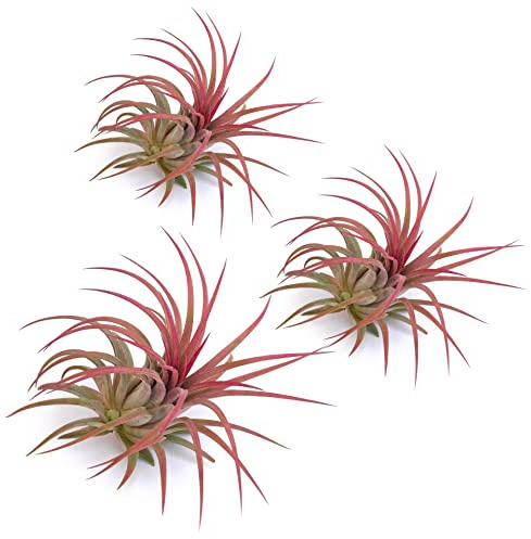 PLANDAIRE - Piante Tillandsia Vera Sospesa Ionantha Rosa - Piante Aeree Vive Colore Rosso Intenso - Pianta Figlia del Vento Pianta Vera Da Interno - Air Plant - Piante da Casa tillandsias Red (3)