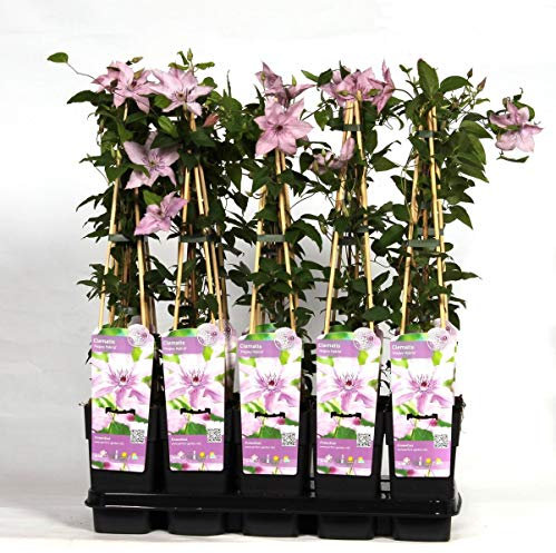 Clematis Hagley Hybrid – 30 cm Kletterpflanze | Winterhart, Blühfreudig & Pflegeleicht | Ideal für Pergolen & Zäune