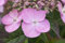 Hydrangea serrata 'Koreana' 30-40 cm - Berg-Hortensie, rosa Blüten, Blütezeit Juni-August, ideal für halbschattige Standorte, winterhart und pflegeleicht