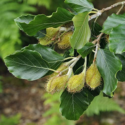Fagus Sylvatica, Green Beech Hedging Plant Supplied as 2X 9cm Potted Plant (2)