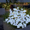 2 Pack Solar Garden Flower Lights,With 40 Flowers-Symbolizing Hope and Purity,Solar Powered Flower Lights Outdoor Waterproof for Yard Decoration (White Flower+Colorful Light)