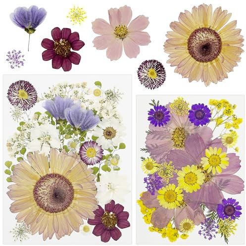 Attuslla 44 PCS Fleurs Pressé Séchées Naturelles, Bricolage Fleurs Séchées Ensemble Feuilles Naturelles Pressées à Sec, Violet Fleurs Pressées Séchées pour L'artisanat d'art de Bricolage