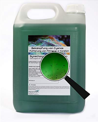 5 Liter Synechococcus mit ZooPlankton Cyano Meerwasser Korallen Phytoplankton