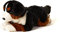 Uni-Toys - Berner Sennenhund, liegend - 29 cm (Länge) - Plüsch-Hund - Plüschtier, Kuscheltier