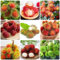 50 Pcs Rambutan Samen, Nephelium Lappaceum, Exotische Pflanzen Winterhart, Garten Geschenk Rambutan Frucht Samen, Kleine Geschenke Terraplanter, Baumsamen Winterharte Pflanzen
