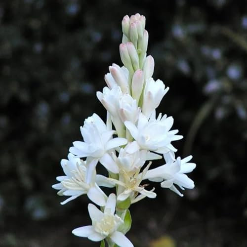 Tuberose zwiebeln,winterharte pflanzen,ganzjährig,krautige mehrjährige Pflanze,winterharte Blumenzwiebel,tuberose bulb,duftende,tuberose pflanze(nicht künstlich,keine Samen)-4zwiebeln-G