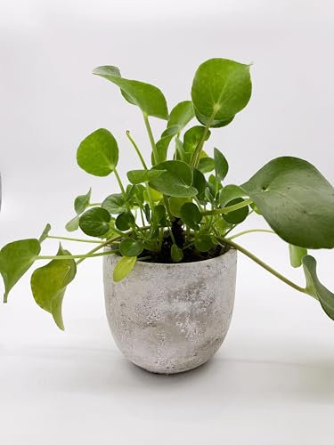 Pilea peperomioides, schnellwachsend, haustierfreundlich, pflegeleichte Zimmer & Büropflanze 12cm Topf ca. 20cm Wuchshöhe