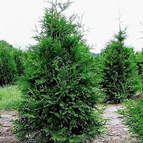 Western Red Cedar Seeds | Thuja Plicata 30 Evergreen Tree Seeds.