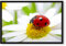 Pixxprint Marienkäfer auf Gänseblümchen, Poster im Bilderrahmen, Format: 38x30cm, Kunstdruck gerahmt