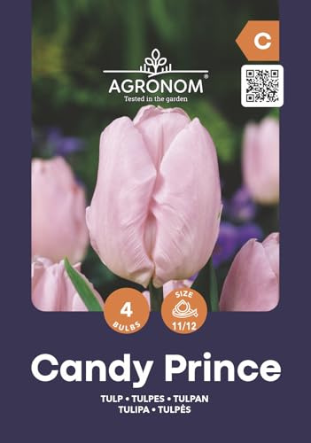 AGRONOM | TULIPES - CANDY PRINCE - Bulbes de Fleurs | Plantes Vivaces de Jardin | Bulbes de Fleurs à Planter | Belles Fleurs Couleurs Vives |Couleur Rose | 4 Pièces à Bulbes
