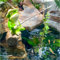 Teichdeko Miniteich Deko Garten Figuren Frosch, Gartenfiguren für Draußen Wetterfest, Schildkröte Panda Schwein Teich Deko Statuen aus Harz, für Garten Teich Balkon Terrasse Dekoration (C)