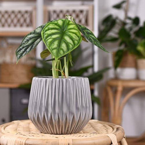 Thompson & Morgan Alocasia Dragon Scale - Stunning Tropical Houseplant with Unique Dragon-like Leaves, Easy Care, Perfect for Home Decor, 13cm Pot