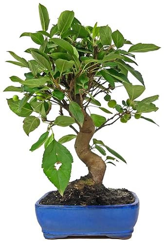 DECOALIVE Bonsái Manzano TOP Árbol Natural Malus Bonsái Interior y Exterior