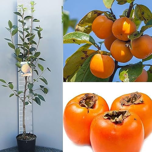 SAVINI VIVAI Kako-Pflanze, Vanille-Schoko-Fruchtpflanzen, Kakibaum im Topf, 22–24 cm, 2–3 Jahre, Höhe 130–150 cm, hergestellt in Italien