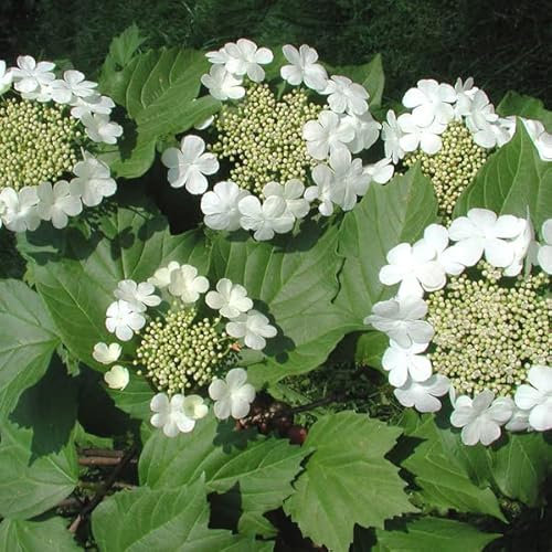 3 x Viburnum Opulus- Gemeiner Schneeball 40-60 cm im Container - Eleganter Strauch, der dem Garten einen Hauch von Anmut verleiht.