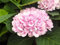1 Hortensia-Pflanze HYDRANGEA MAGICAL REVOLUTION rosa Vase 14 cm