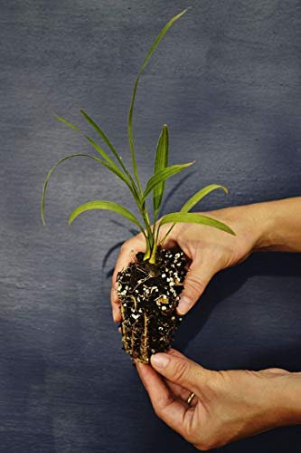 Portal Cool Phoenix roebelenii To40 Dattelpalme Alv. Pygmy Dattelpalme