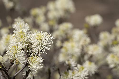 Fothergilla major 40-50 cm - Federbuschstrauch, weiße duftende Blüten, Blütezeit April-Mai, herbstliche Laubfärbung, bienenfreundlich, pflegeleicht