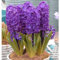 Hyazinthen zwiebeln.Hyazinthen zwiebeln winterharth.Hazinthen rhizome.Mehrjährige Blumen.Immergrüne, winterharte Staude. -4 zwiebeln-D