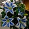 Giglio - Gradevolmente Profumato - Ottimo Come Fiore Reciso - Perenne - Bulbi Di Giglio Profumati - Fiori Vistosi - Giardino-2 Bulbi-I