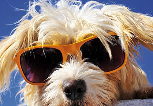 1art1 Hunde Cooler Hund, 3-Teilig Selbstklebende Fototapete Poster-Tapete 360x250 cm