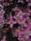 PLAT FIRM Germinazione dei semi: CLEMATIS MONTANA 'FREDA' - FRAGRANT - STARTER VEGETALI - tagliare - DORMANT:SEEDS