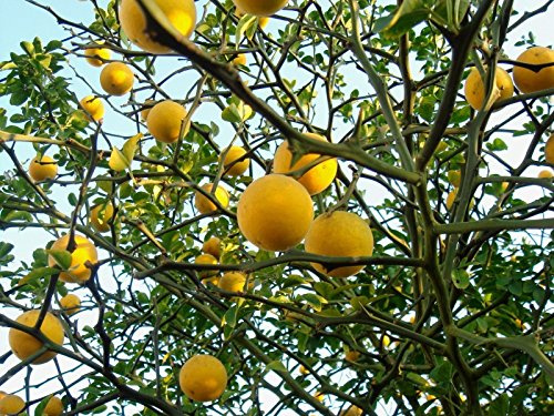 graines de Poncirus Trifoliata Hardy Oranger à trois feuilles Paquet de 100 graines