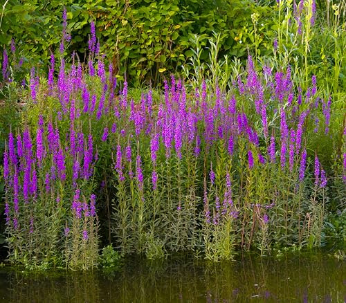 Lincolnshire Pond Plants Ltd - Marginal Aquatic Pond Plant - (Lythrum Salicaria) - 3Ltr Potted
