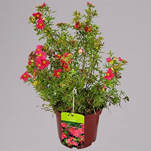 Fingerstrauch 'Bellissima EU (S)', Höhe 25-30cm, Topf 3 Liter, 5er-Set