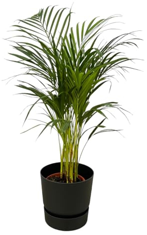 Areca-Palme einschließlich Greenville Rund schwarz - 75-85cm - Ø19cm - Zimmerpflanze - Komplett-Set - Pflanze mit Topf
