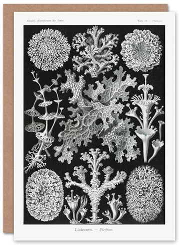 Artery8 Ernst Haeckel Personalised Art Card Lichen Species Vintage Illustration