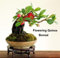 Japonais Cognassier 20 graines - Chaenomeles