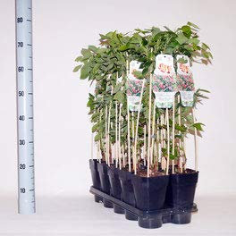winterharte Heidelbeere (Blaubeeren) Pflanze, (Vaccinium corymbosum), Sorte: Pink Lemomade, kräftige Pflanzen, ca. 55cm hoch, im 14cm Topf (3 Stück, ca. 55cm hoch, im 14cm Topf)