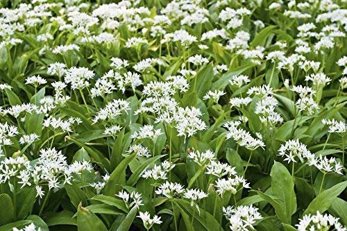 Ramsons, semi di aglio selvatico - Allium ursinum L. - 100 semi - 100 semi