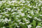 Ramsons, semi di aglio selvatico - Allium ursinum L. - 100 semi - 100 semi